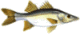 robalo.gif (2456 bytes)